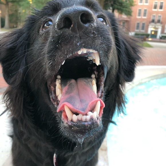 Meet your Posher, Taylor - Picture 3 of 9